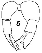Espèce Temoropia mayumbaensis - Planche 9 de figures morphologiques