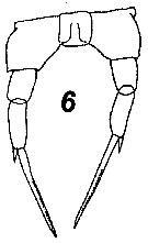 Species Temorites similis - Plate 7 of morphological figures