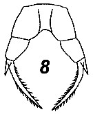 Espèce Mesaiokeras heptneri - Planche 2 de figures morphologiques