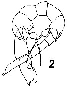 Espèce Fosshagenia suarezi - Planche 8 de figures morphologiques