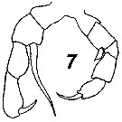 Espèce Monacilla typica - Planche 20 de figures morphologiques