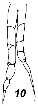 Espèce Mimocalanus crassus - Planche 8 de figures morphologiques
