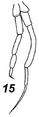 Espèce Chiridius gracilis - Planche 18 de figures morphologiques