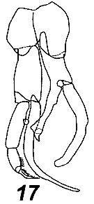 Espce Parundinella manicula - Planche 1 de figures morphologiques