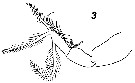 Espèce Paracalanus indicus - Planche 38 de figures morphologiques