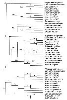 Family Calanidae - Plate 7