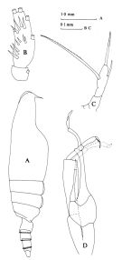 Espèce Scaphocalanus magnus - Planche 3 de figures morphologiques
