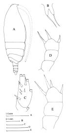 Espèce Lophothrix latipes - Planche 2 de figures morphologiques