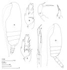 Espèce Pseudoamallothrix emarginata - Planche 2 de figures morphologiques