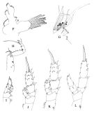 Species Scolecithrix danae - Plate 2 of morphological figures