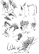 Espèce Subeucalanus flemingeri - Planche 2 de figures morphologiques
