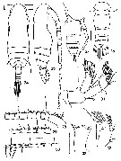Espèce Subeucalanus flemingeri - Planche 4 de figures morphologiques