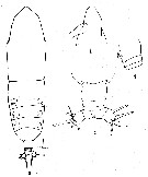 Espèce Euaugaptilus fosaii - Planche 1 de figures morphologiques
