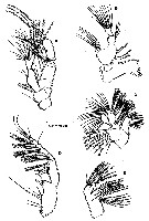 Species Stephos grievae - Plate 3 of morphological figures