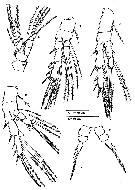 Espèce Stephos grievae - Planche 4 de figures morphologiques