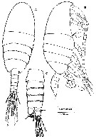 Species Stephos grievae - Plate 6 of morphological figures