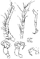 Espèce Stephos grievae - Planche 7 de figures morphologiques