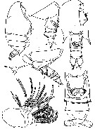Species Puchinia obtusa - Plate 1 of morphological figures