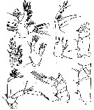 Species Puchinia obtusa - Plate 2 of morphological figures