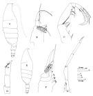 Espèce Cornucalanus chelifer - Planche 1 de figures morphologiques
