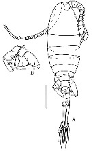 Espèce Eurytemora carolleeae - Planche 5 de figures morphologiques