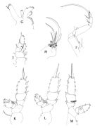 Espèce Phaenna spinifera - Planche 2 de figures morphologiques