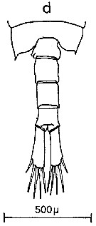 Espèce Centropages brachiatus - Planche 17 de figures morphologiques