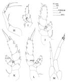 Species Phaenna spinifera - Plate 4 of morphological figures