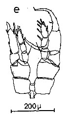 Espèce Centropages furcatus - Planche 23 de figures morphologiques