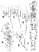 Species Cymbasoma bitumidum - Plate 2 of morphological figures