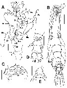Species Cymbasoma colefaxi - Plate 1 of morphological figures