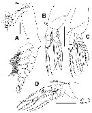 Espèce Cymbasoma colefaxi - Planche 2 de figures morphologiques