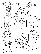 Species Cymbasoma dakini - Plate 2 of morphological figures