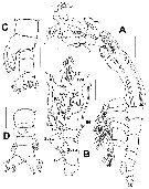 Species Cymbasoma galerus - Plate 1 of morphological figures