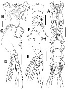 Species Cymbasoma galerus - Plate 2 of morphological figures