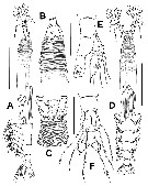 Species Cymbasoma annulocolle - Plate 1 of morphological figures