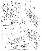 Species Cymbasoma annulocolle - Plate 2 of morphological figures