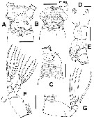 Species Cymbasoma annulocolle - Plate 5 of morphological figures