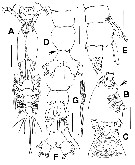 Species Cymbasoma bidentatum - Plate 1 of morphological figures