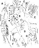 Species Cymbasoma bidentatum - Plate 2 of morphological figures