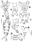 Espèce Cymbasoma pseudoquadridens - Planche 1 de figures morphologiques