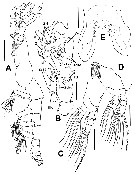 Espèce Cymbasoma pseudoquadridens - Planche 2 de figures morphologiques