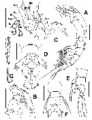 Species Cymbasoma lourdesae - Plate 1 of morphological figures