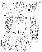 Species Cymbasoma lourdesae - Plate 2 of morphological figures