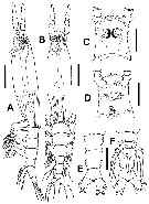 Species Cymbasoma bali - Plate 2 of morphological figures
