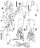 Espèce Cymbasoma bali - Planche 3 de figures morphologiques