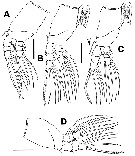 Species Cymbasoma bali - Plate 6 of morphological figures