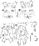 Species Cymbasoma bali - Plate 8 of morphological figures