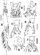 Espèce Cymbasoma markhasevae - Planche 1 de figures morphologiques