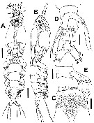 Espce Cymbasoma apicale - Planche 1 de figures morphologiques